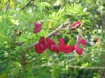 Poitea carinalis   - 