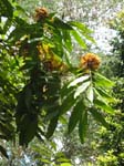 Saraca indica   - 