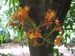 Saraca indica   - 