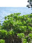 Scaevola taccada   - Plant in Florida (Kampong Garden)