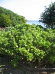 Scaevola taccada   - 