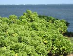 Scaevola taccada   - 