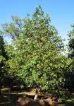 Syzygium malaccense   - 