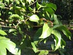 Syzygium malaccense   - 