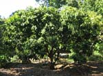 Syzygium samarangense   - 