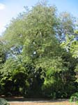 Tamarindus indica   - 