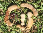 Tamarindus indica   - 
