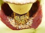 Amorphophallus lambii   - Female and male flowers inside spathe