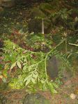 Amorphophallus lambii   - Leaf, bent over by wind