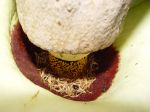 Amorphophallus lambii   - Base of spathe with flowers