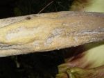 Amorphophallus lambii   - Middle of spathe with fly