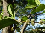 Coffea mauritiana   - Flowering branch and leaves