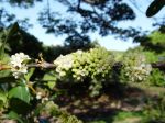 Coffea mauritiana   - Flowering branch with buds and flowers