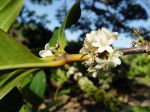 Coffea mauritiana   - Open flowers