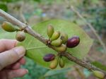 Coffea mauritiana   - Green and ripe fruits