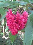 Alpinia purpurata  'Tahitian' - Alpinia purpurata 'Tahitian' - Flowers