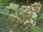 Aleurites moluccana   - 