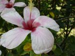 Hibiscus genevii   - Hibiscus genevii flower