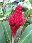 Alpinia purpurata  'Tahitian' - Alpinia.purpurata Tahitian'