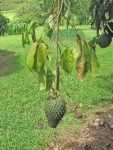 Annona muricata   - fruit