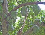 Annona muricata   - fruit