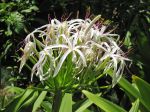 Crinum pedunculatum   - Inflorescence, white flower form