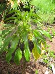 Delissea rhytidosperma   - leaves