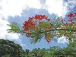 Delonix regia   - flowers