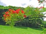 Delonix regia   - flowers