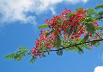 Delonix regia   - flowers