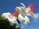 Beautiful Plants of the NTBG