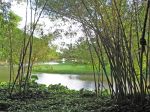 Bambusa vulgaris  'Vittata' - View through clump of golden bamboo