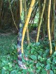 Bambusa vulgaris  'Vittata' - Young and mature culms