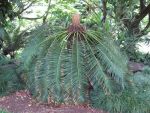 Cycas media   - Habit, female plant