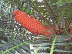 Encephalartos gratus   - Fruiting cone