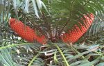 Encephalartos gratus   - Female with fruiting cones