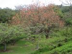 Erythrina abyssinica   - 