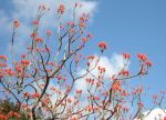 Erythrina abyssinica   - 