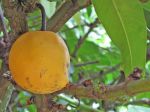 Garcinia xanthochymus   - 