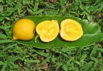 Garcinia xanthochymus   - 
