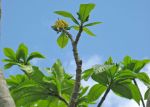 Genipa americana   - 