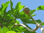 Genipa americana   - Fruit