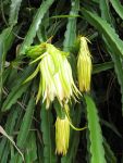 Hylocereus undatus   - Flowers from previous night