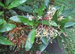 Ixora hookeri   - Flowering branch