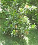 Ixora hookeri   - Habit
