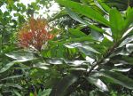 Ixora hookeri   - Flowering branch, in bud