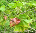 Kokia kauaiensis   - Fruit with young capsule and bracts