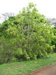 Kokia kauaiensis   - Habit