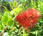 Metrosideros polymorpha   - Flowering branch