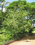 Michelia champaca   - Habit